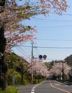 20170414_sakura